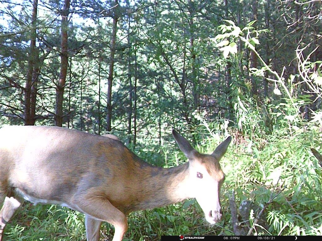 Deer Cam