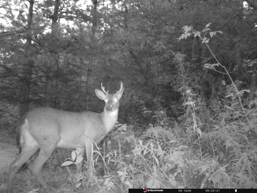 Deer Cam